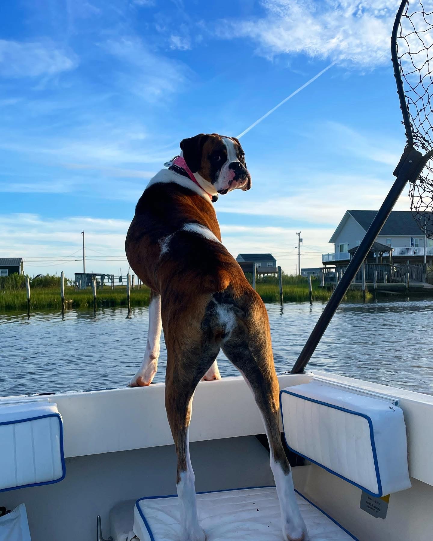 Family boxer standing watch on the boat