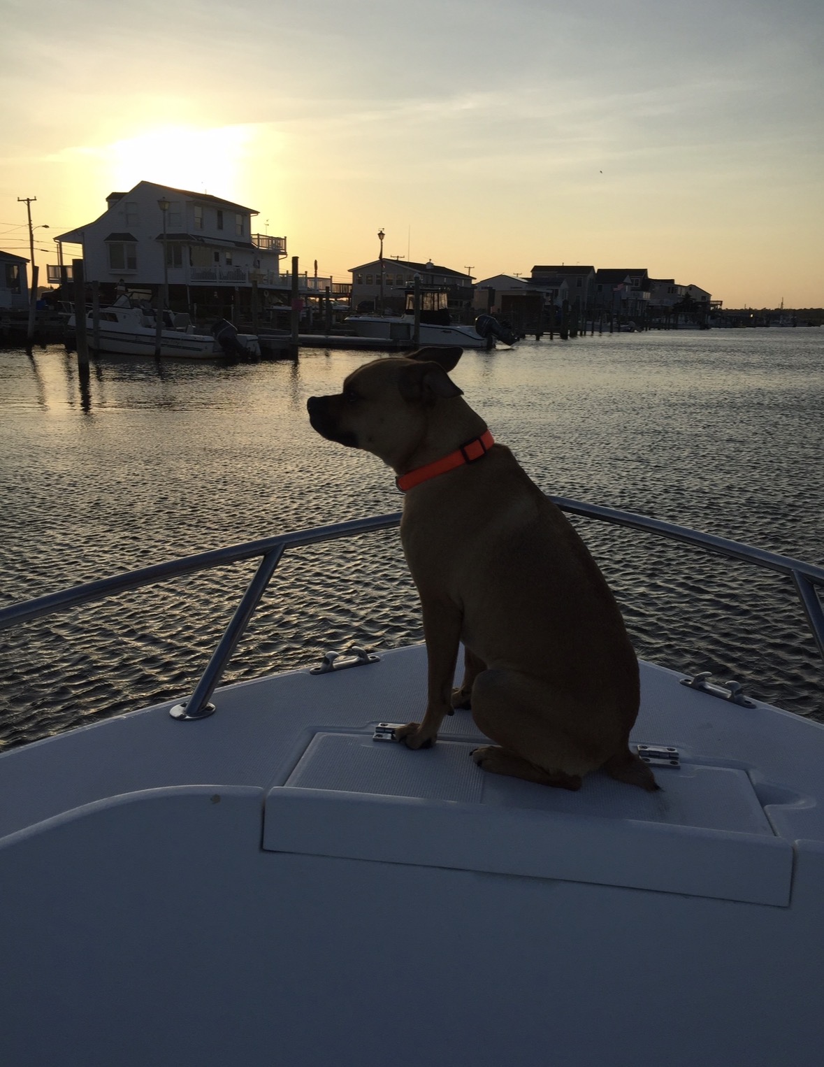 Family boxer on the bow of the boat at sunset
